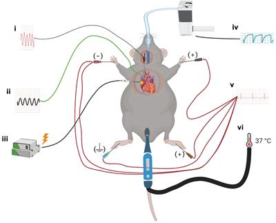 Phenylephrine-Induced Cardiovascular Changes in the Anesthetized Mouse: An Integrated Assessment of in vivo Hemodynamics Under Conditions of Controlled Heart Rate